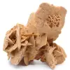 Desert Rose - 0