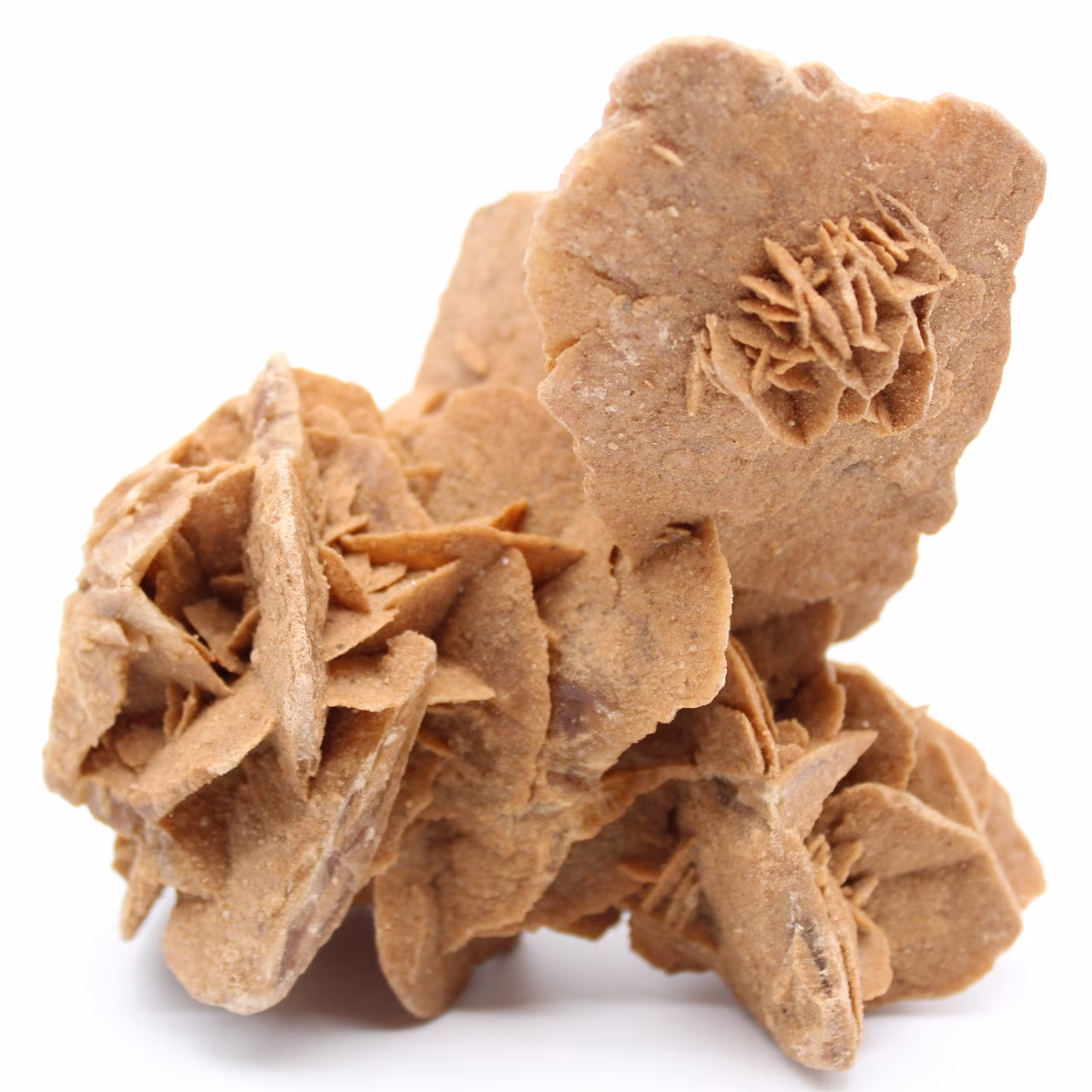 Desert Rose