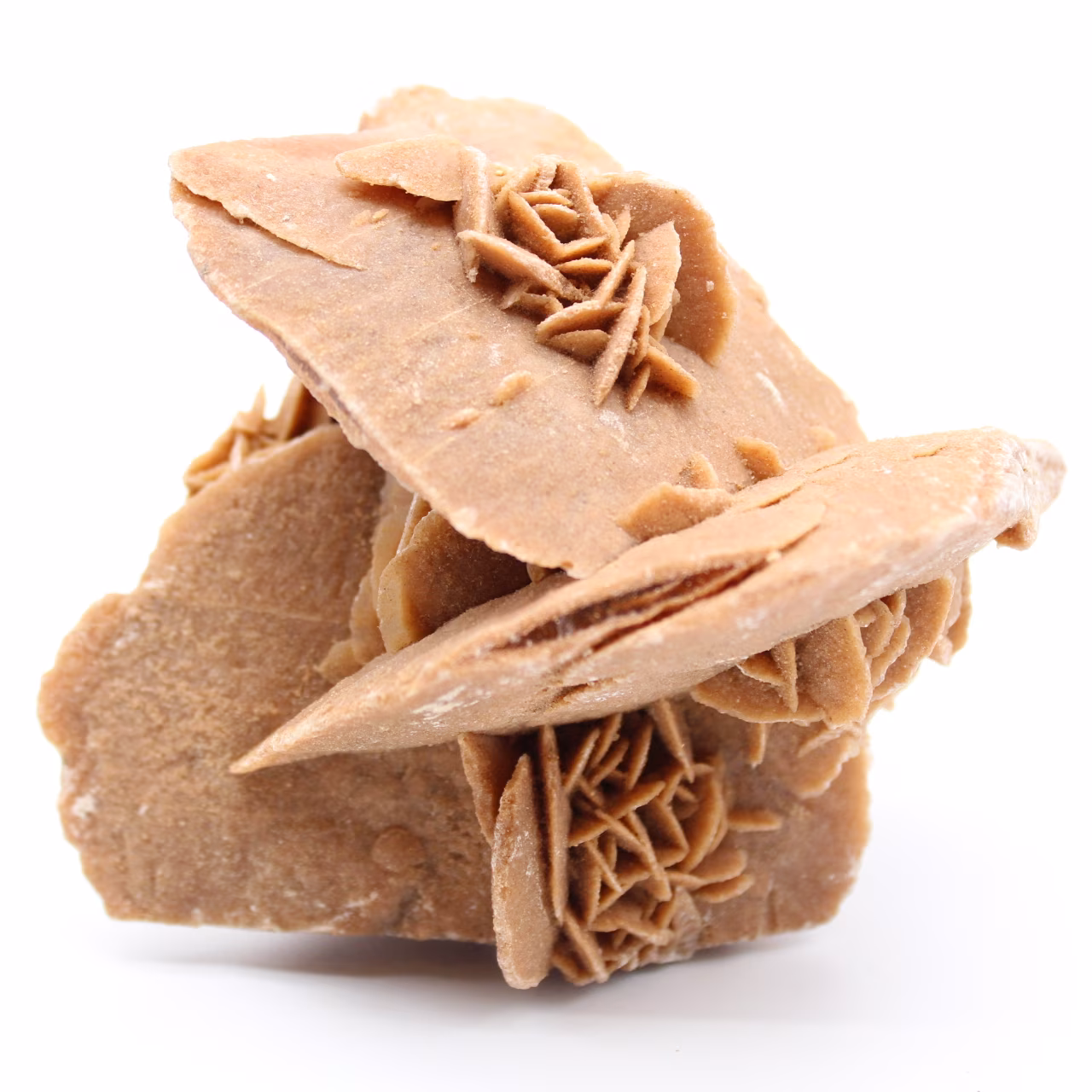 Desert Rose