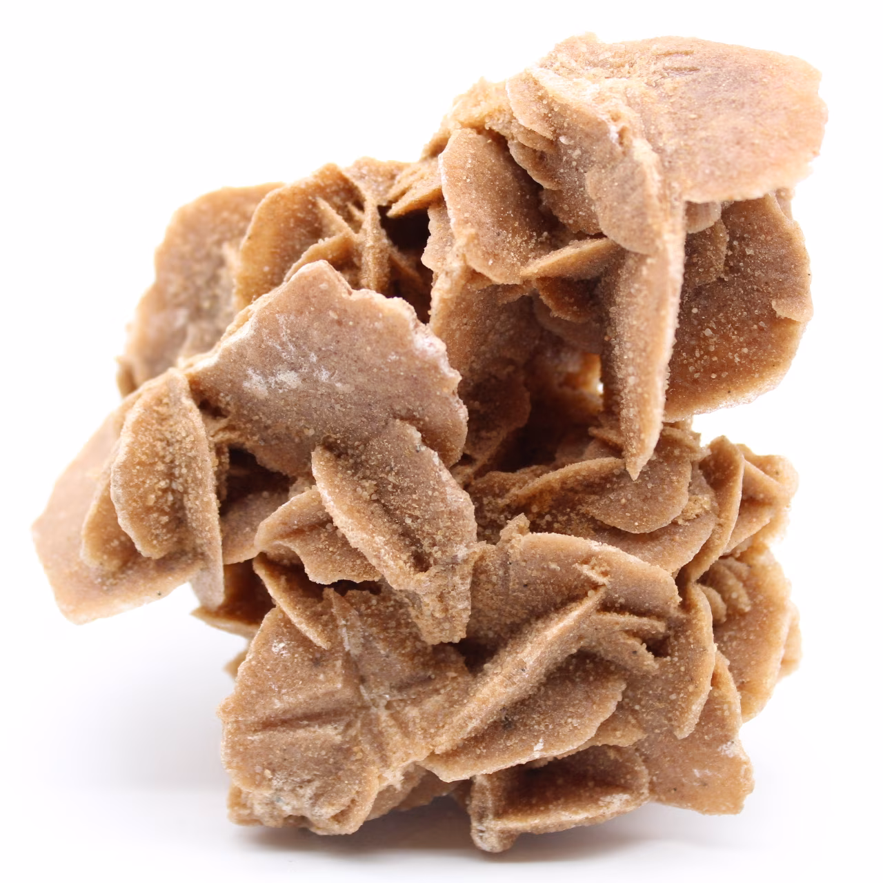 Desert Rose