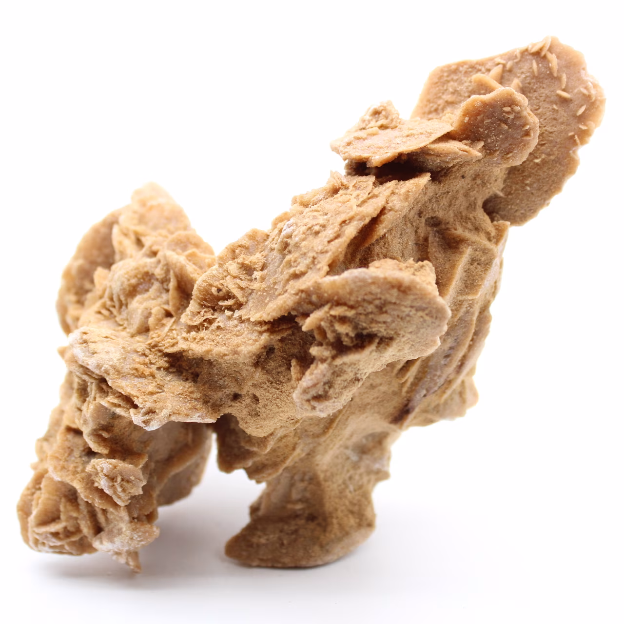Desert Rose
