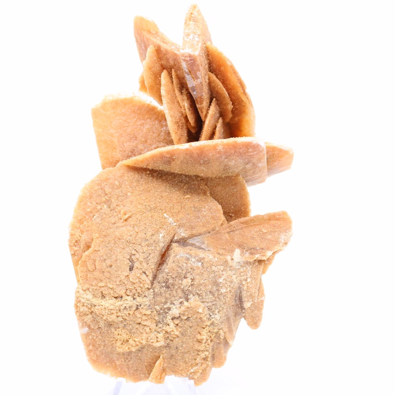 Desert Rose