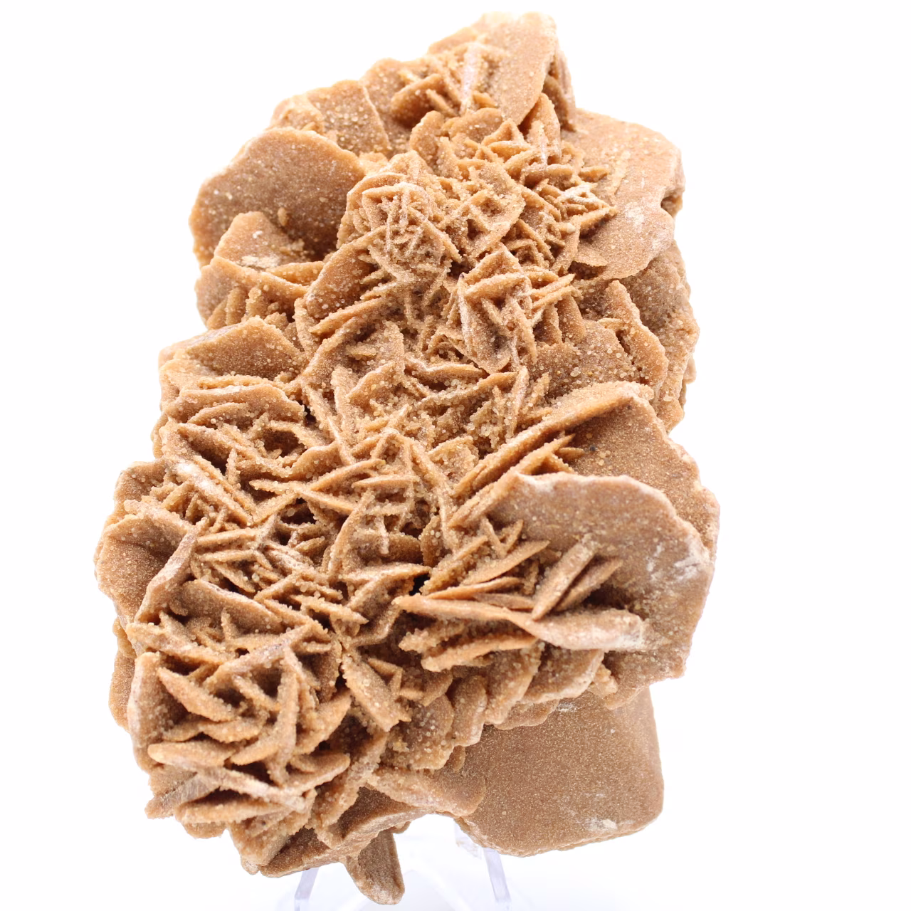 Desert Rose