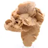 Desert Rose - 0