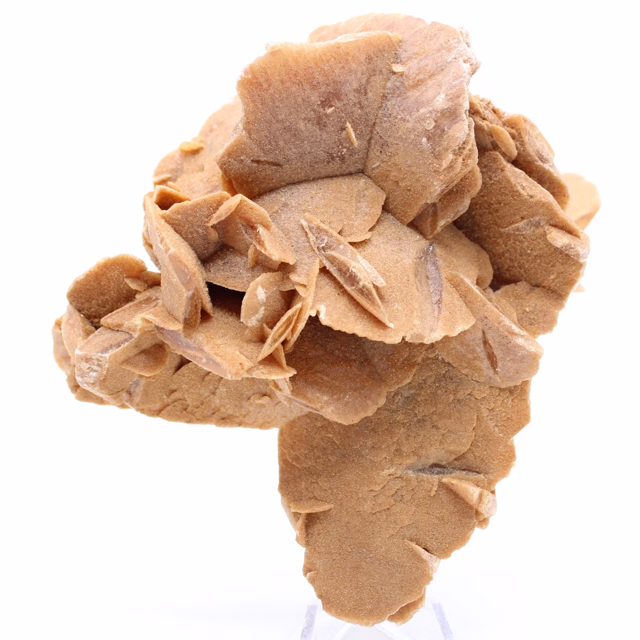 Desert Rose