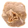 Desert Rose - 0