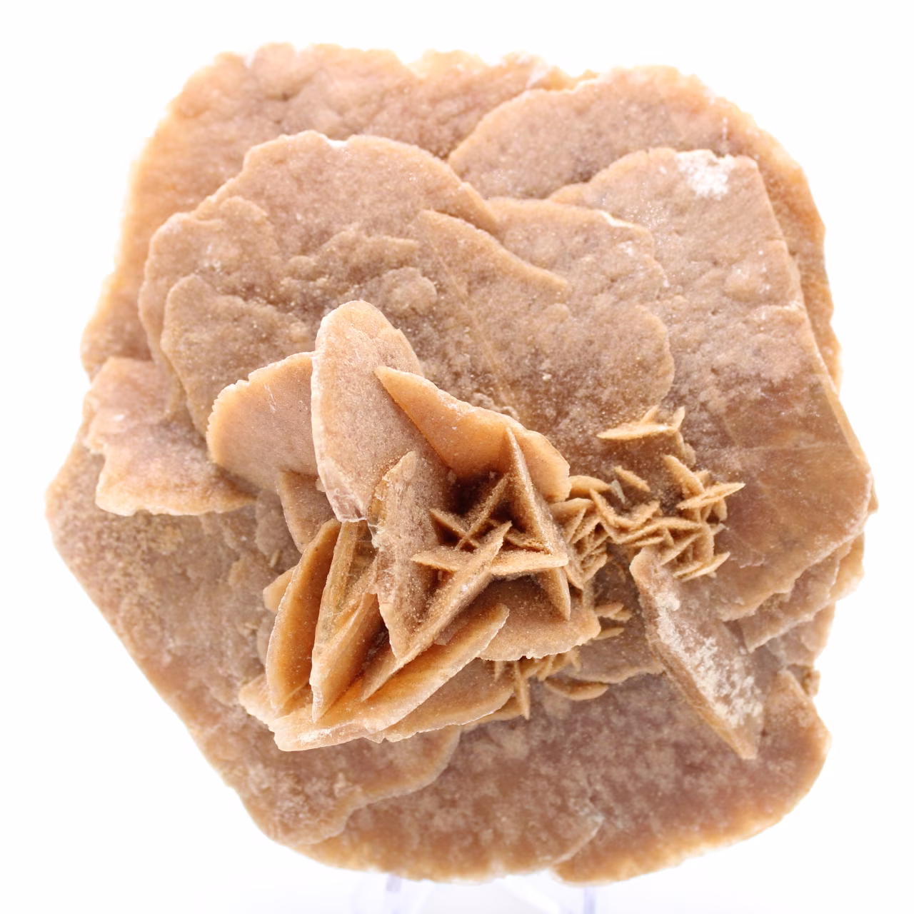 Desert Rose
