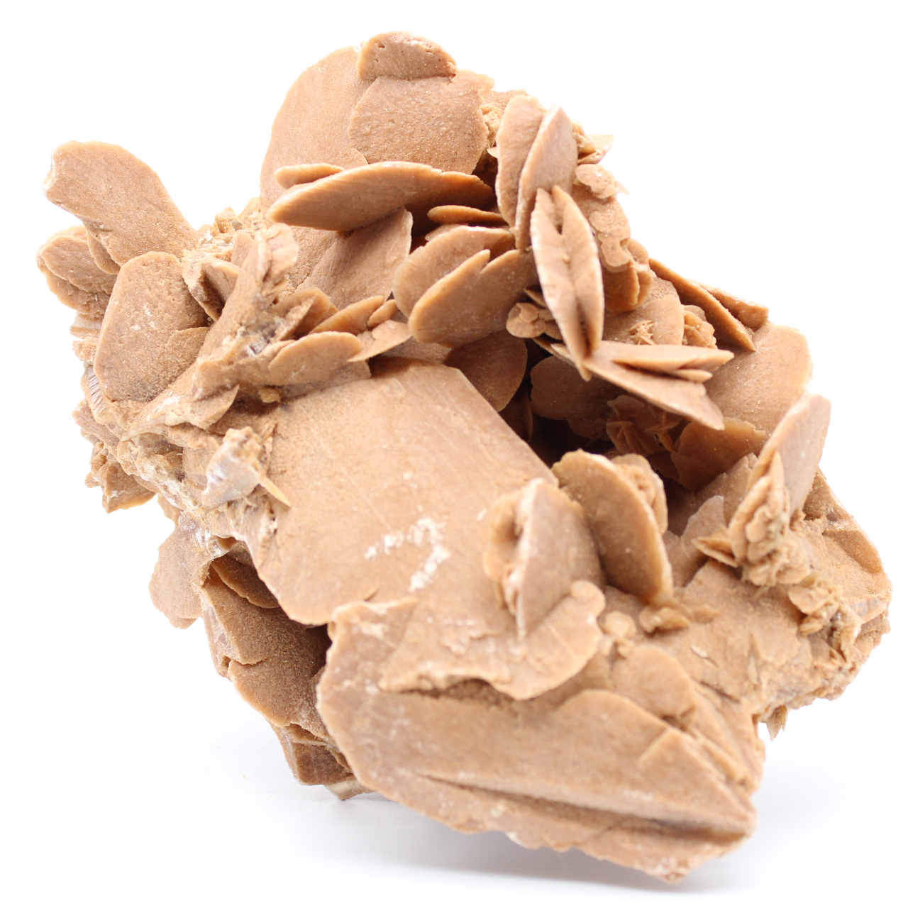 Desert Rose