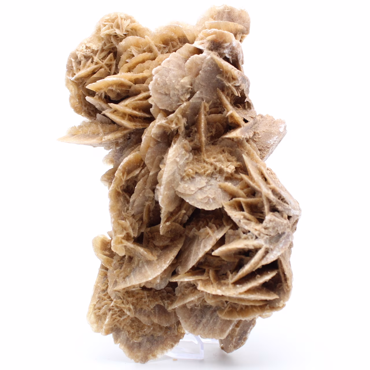 Desert Rose