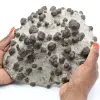 Large crystals of almandine garnet on schist ganges - 0