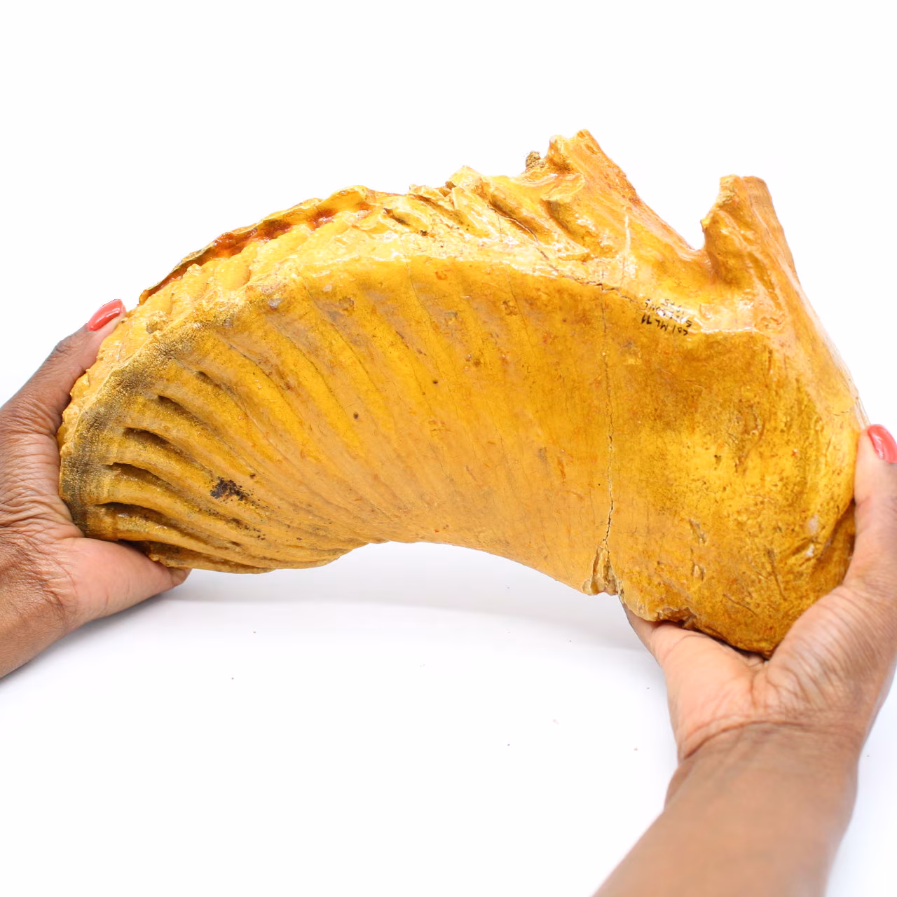 Mammoth molar