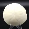 Scutella, fossil sea urchin - 0