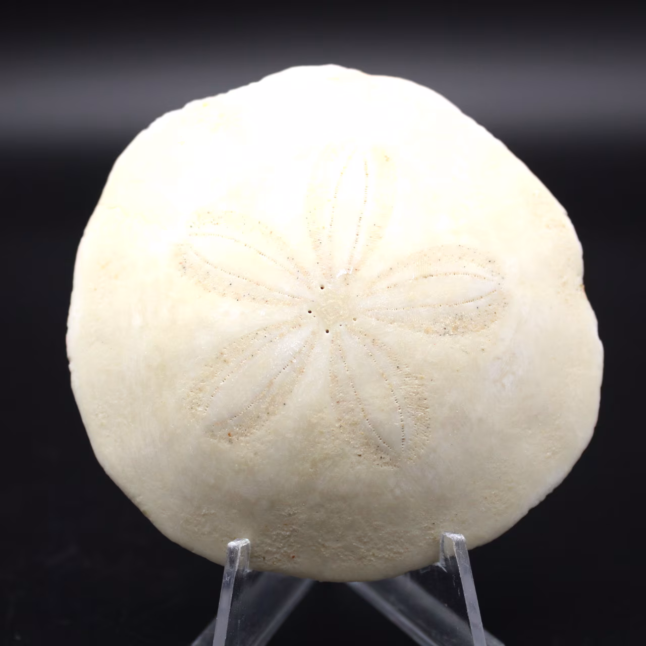 Scutella, fossil sea urchin