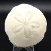 Scutella, fossil sea urchin - 0