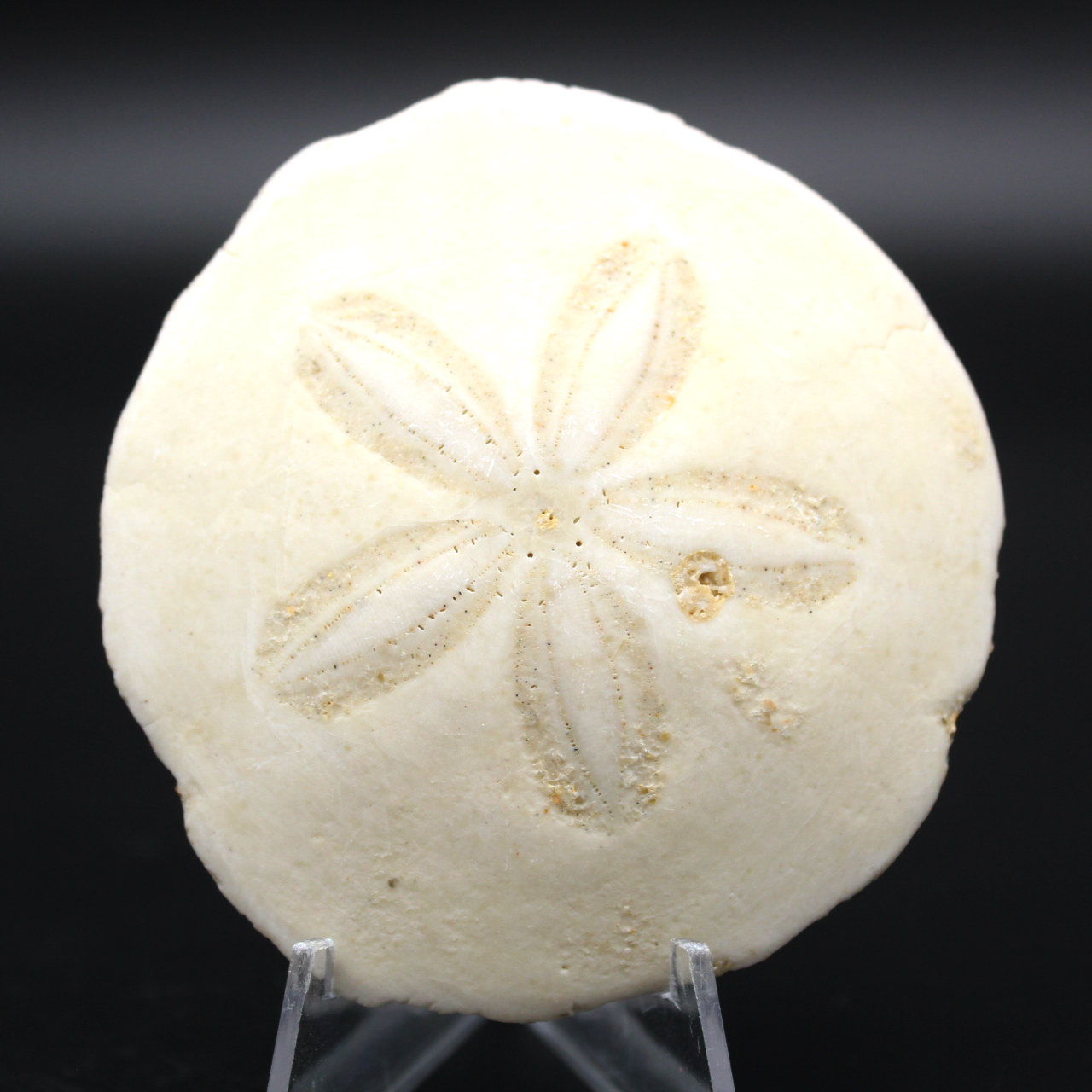 Scutella, fossil sea urchin
