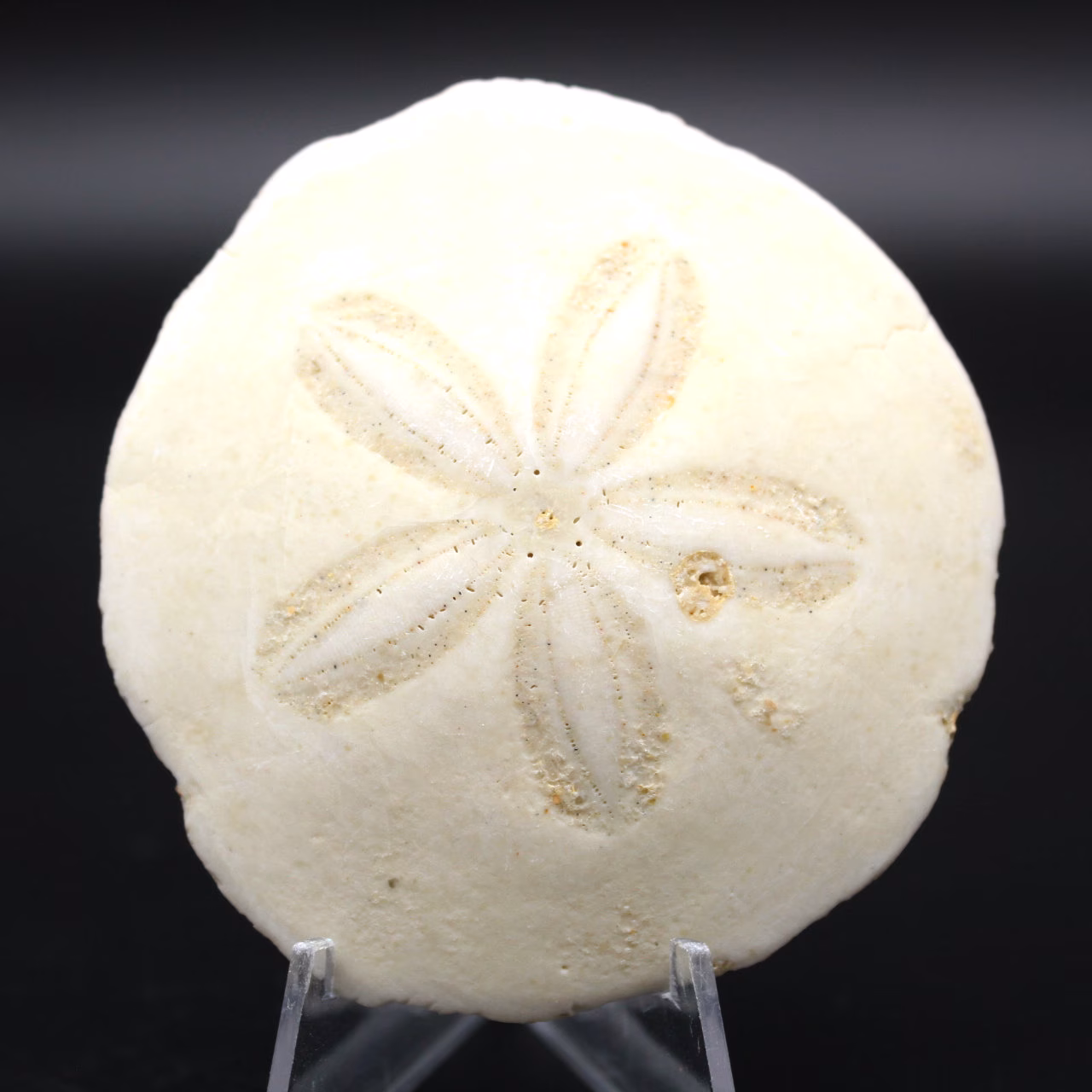 Scutella, fossil sea urchin