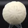 Scutella, fossil sea urchin - 0