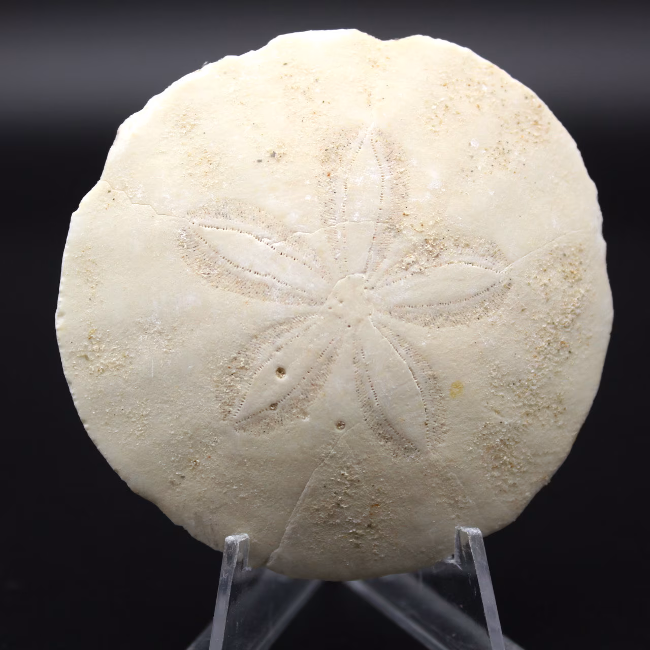 Scutella, fossil sea urchin