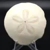Scutella, fossil sea urchin - 0