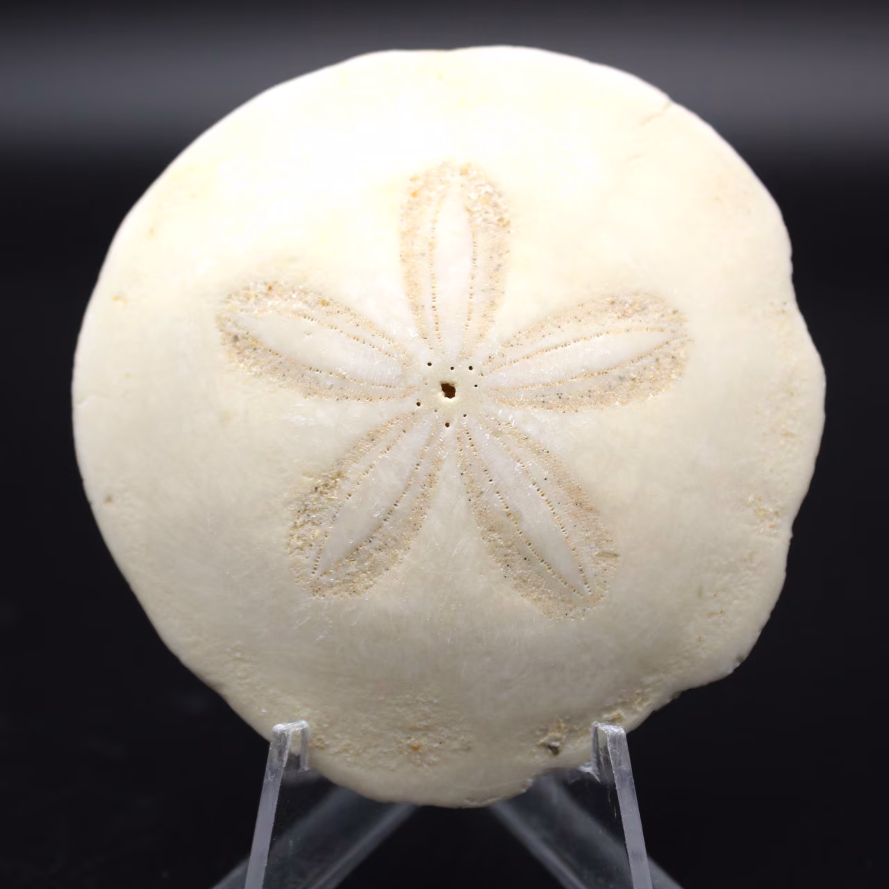 Scutella, fossil sea urchin