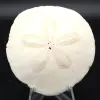Scutella, fossil sea urchin - 0