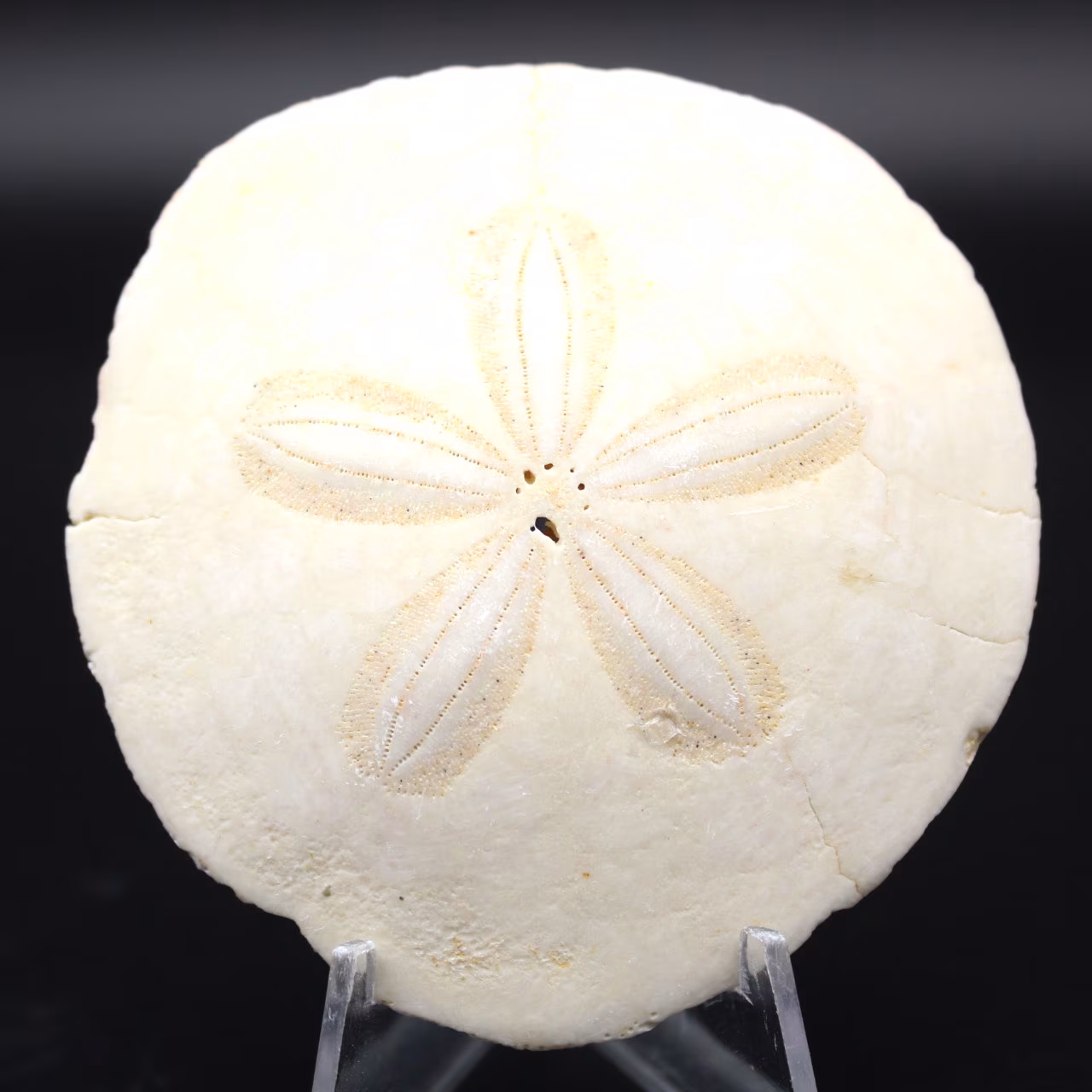 Scutella, fossil sea urchin