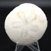 Scutella, fossil sea urchin - 0