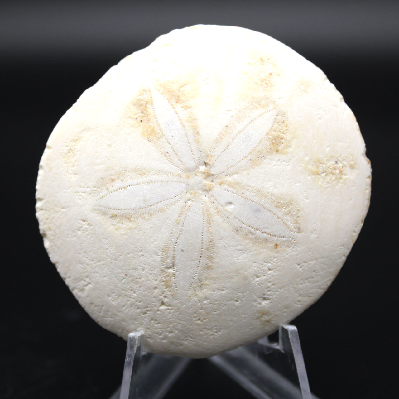 Scutella, fossil sea urchin