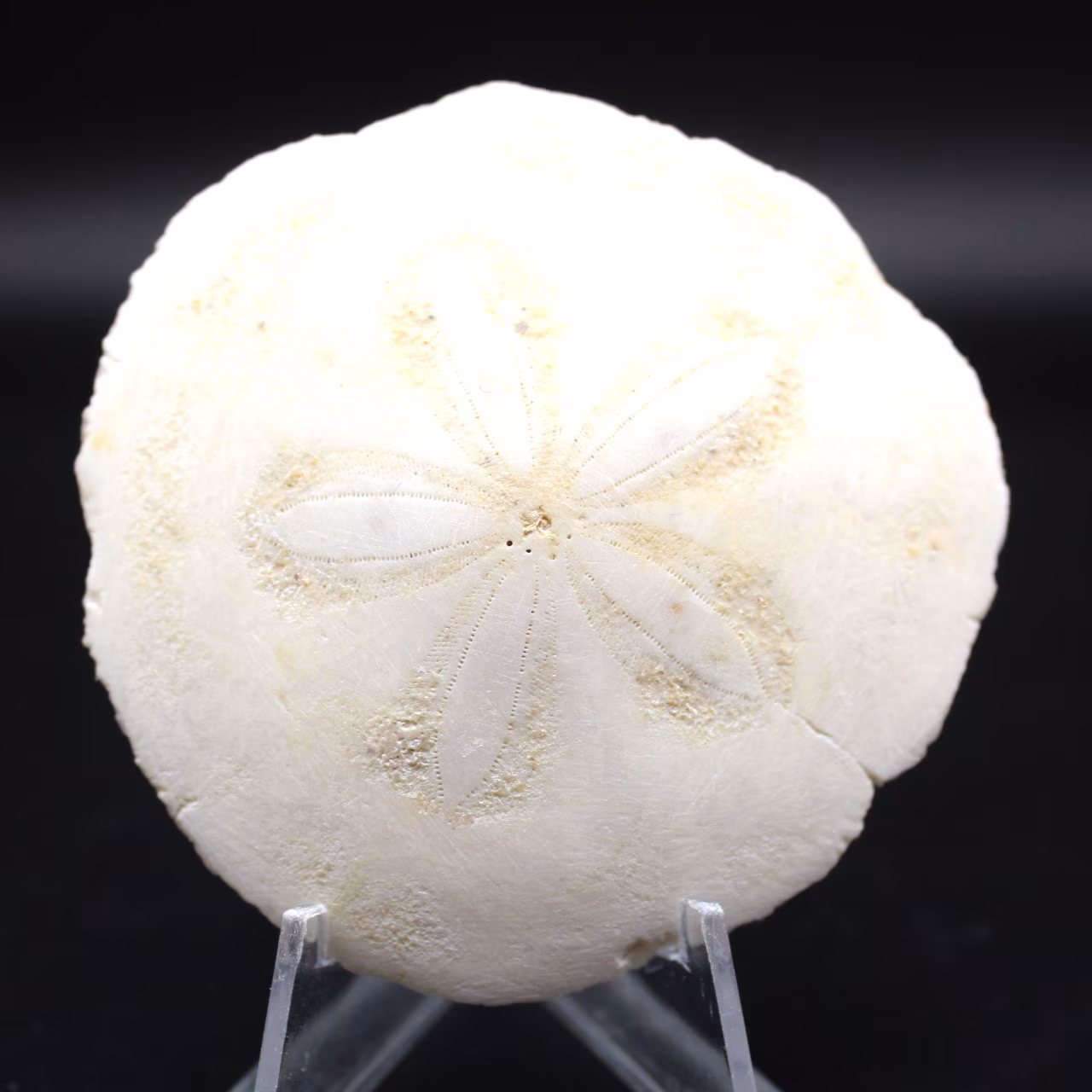 Scutella, fossil sea urchin