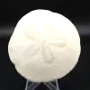 Scutella, fossil sea urchin - 0