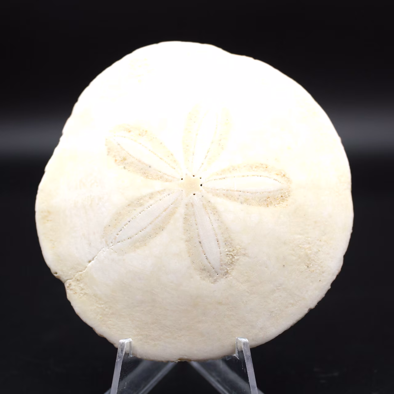Scutella, fossil sea urchin