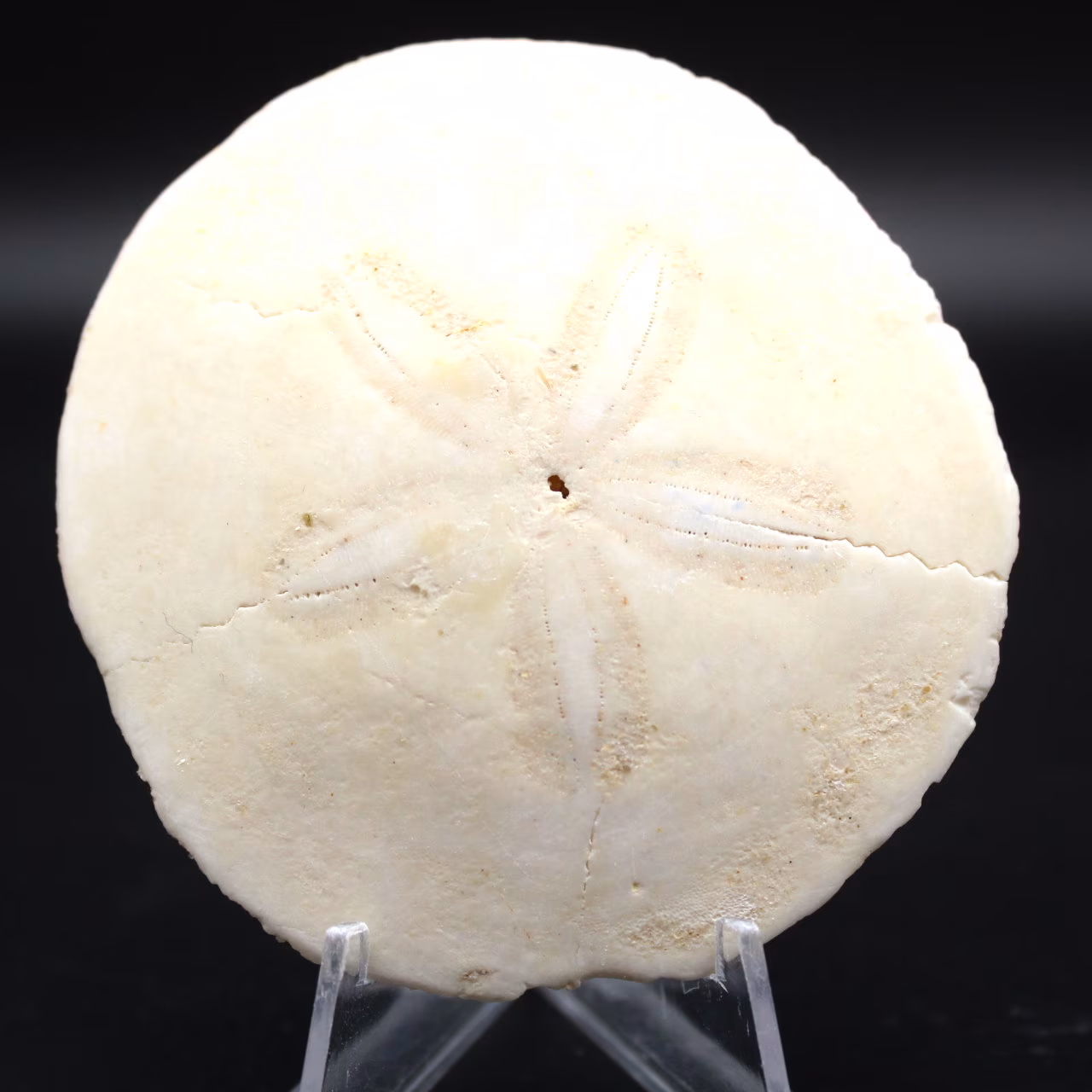 Scutella, fossil sea urchin
