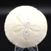 Scutella, fossil sea urchin - 0