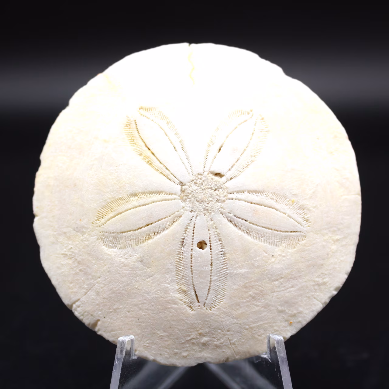 Scutella, fossil sea urchin