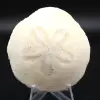 Scutella, fossil sea urchin - 0