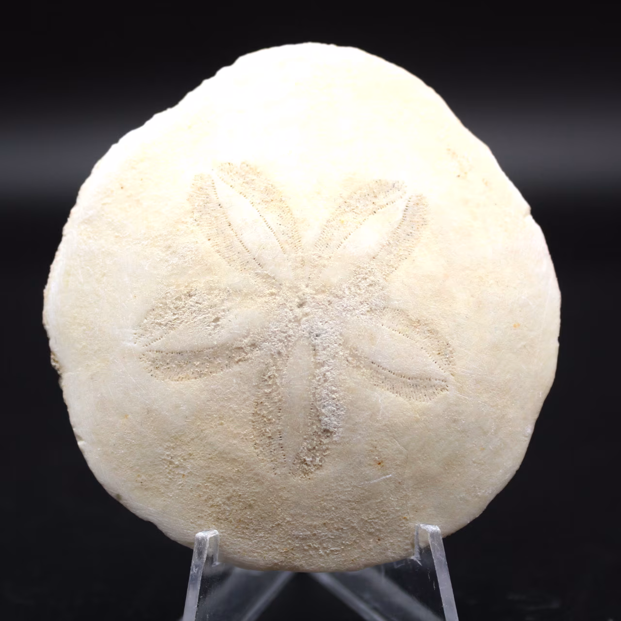 Scutella, fossil sea urchin