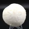 Scutella, fossil sea urchin - 0