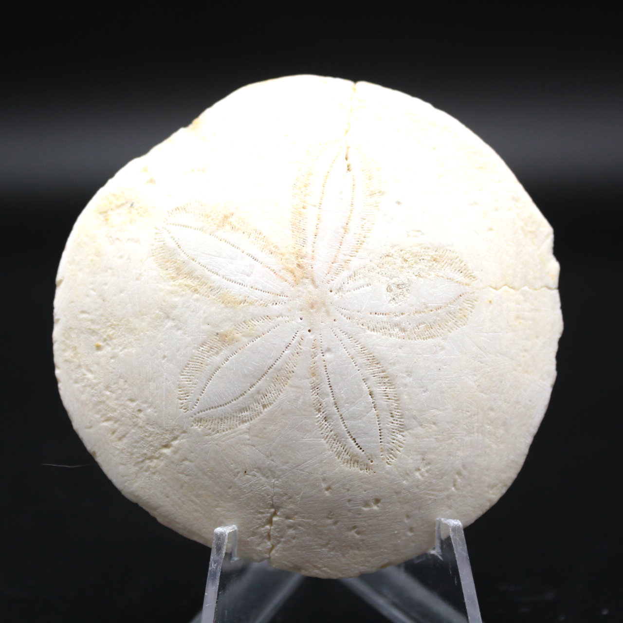 Scutella, fossil sea urchin