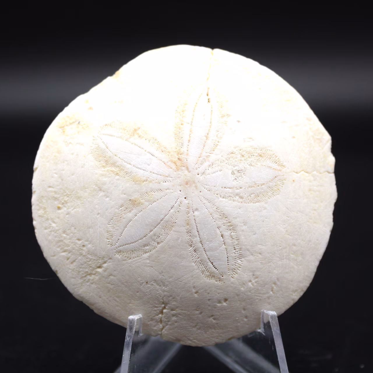 Scutella, fossil sea urchin