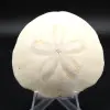 Scutella, fossil sea urchin - 0