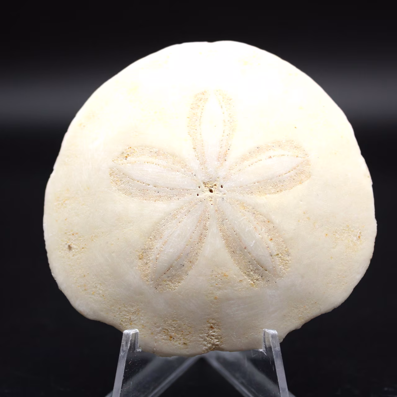 Scutella, fossil sea urchin