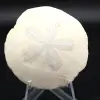 Scutella, fossil sea urchin - 0