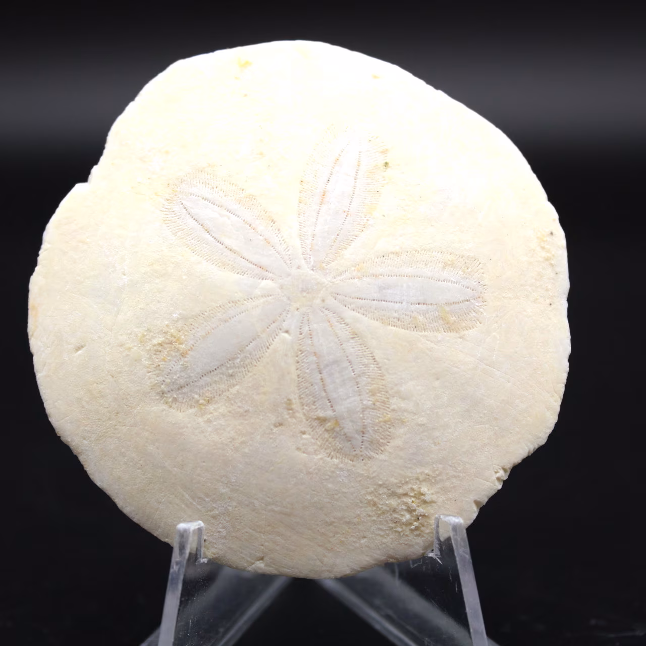 Scutella, fossil sea urchin