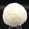 Scutella, fossil sea urchin - 0