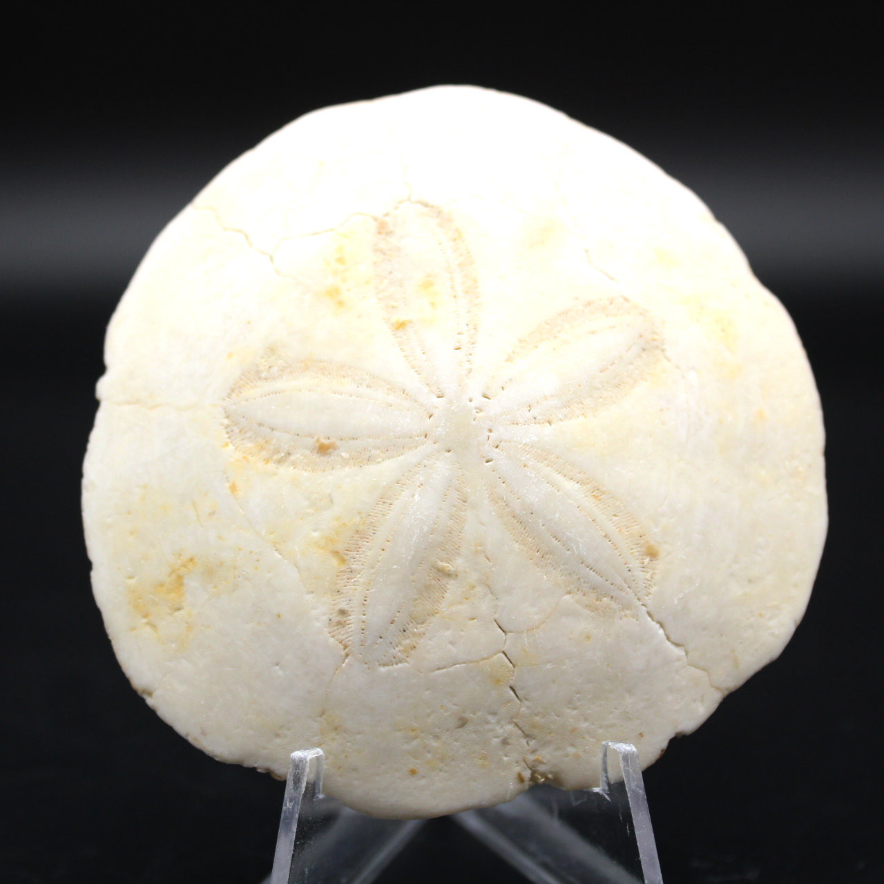 Scutella, fossil sea urchin