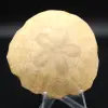 Scutella, fossil sea urchin - 0