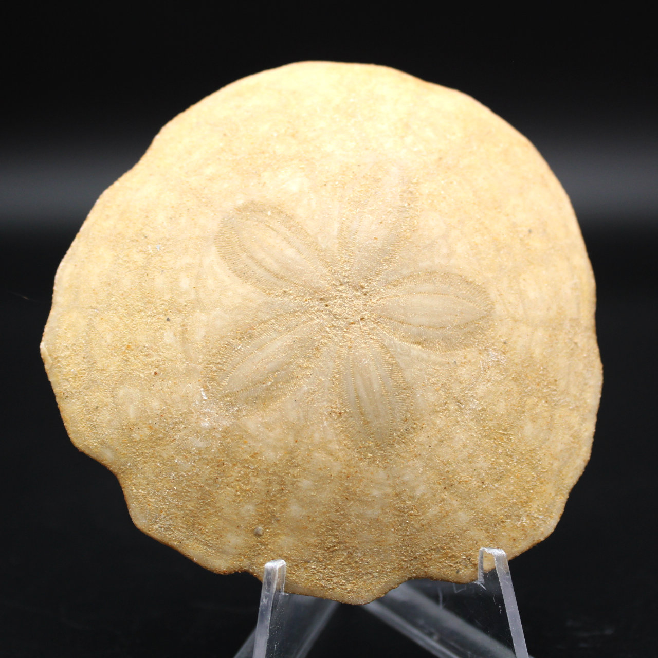 Scutella, fossil sea urchin