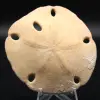 Scutella, fossil sea urchin - 0