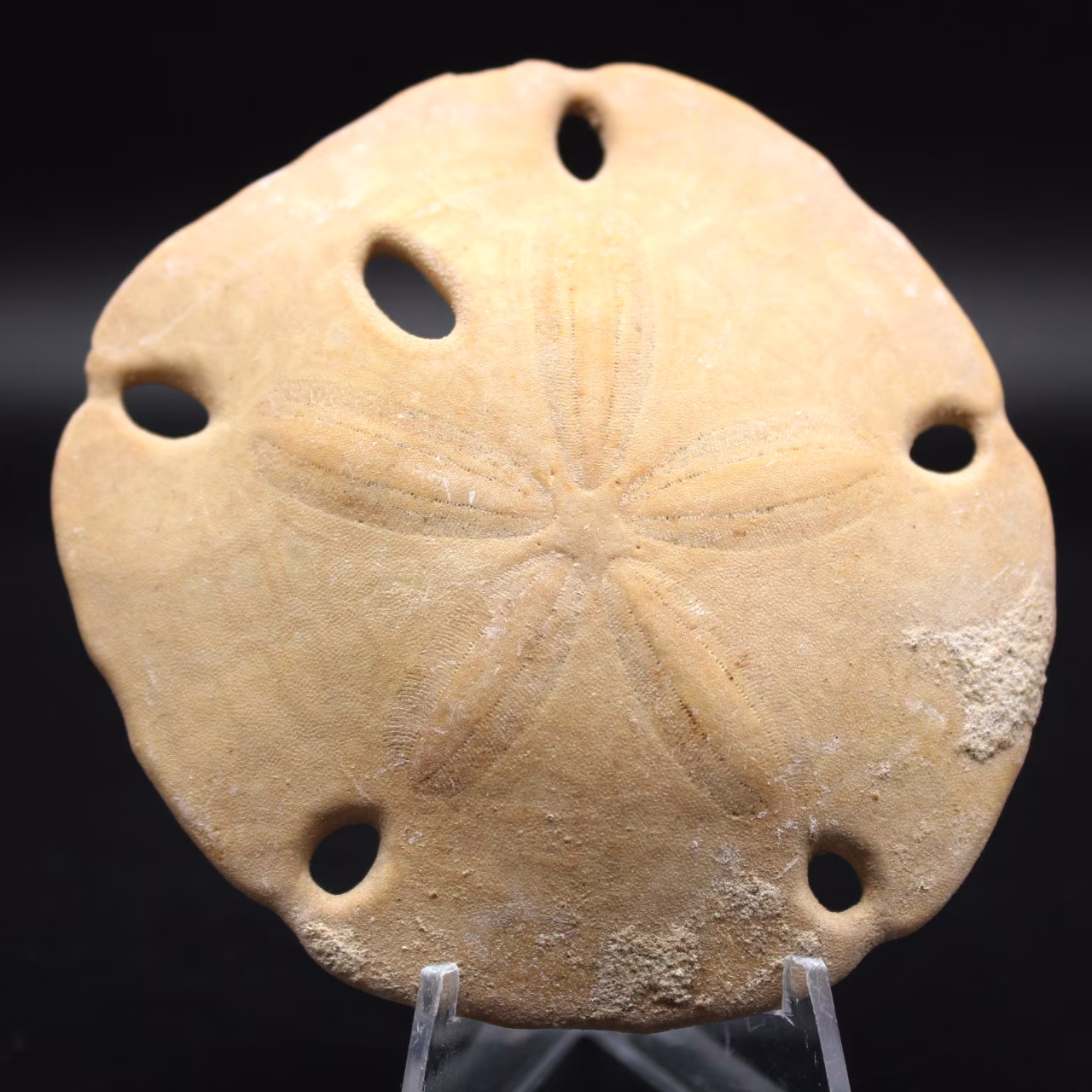 Scutella, fossil sea urchin