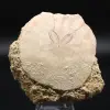 Scutella, fossil sea urchin - 0